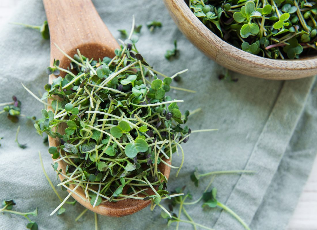 Fresh organic micro green on table