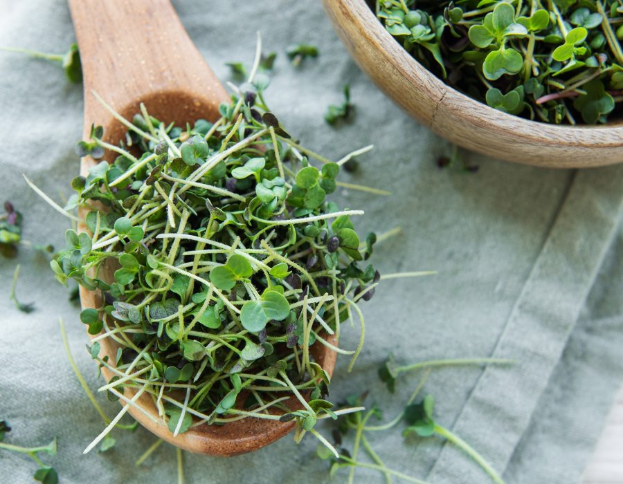 Fresh organic micro green on table